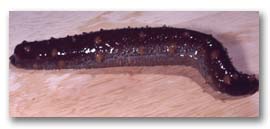 sea_cucumber